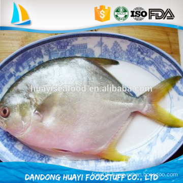 the newly produced great quality frozen golden pomfret
